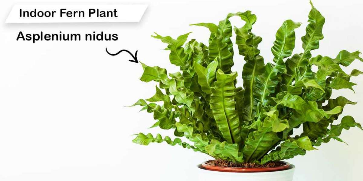 Can We Use Plants to Purify the Air Inside the House or Office?