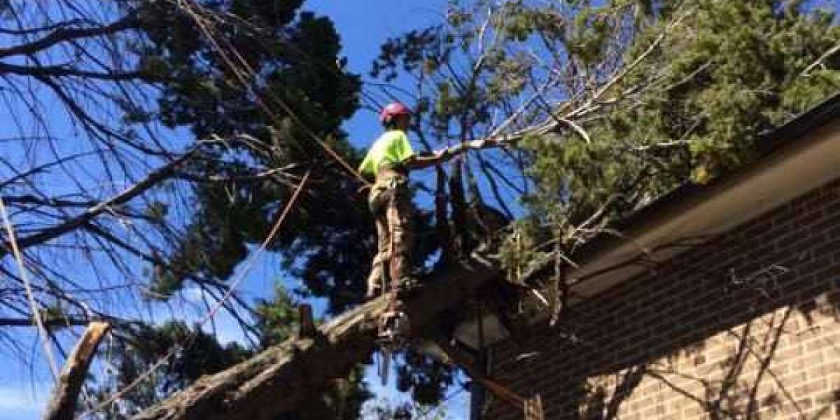 Why professional tree removal services are a popular option