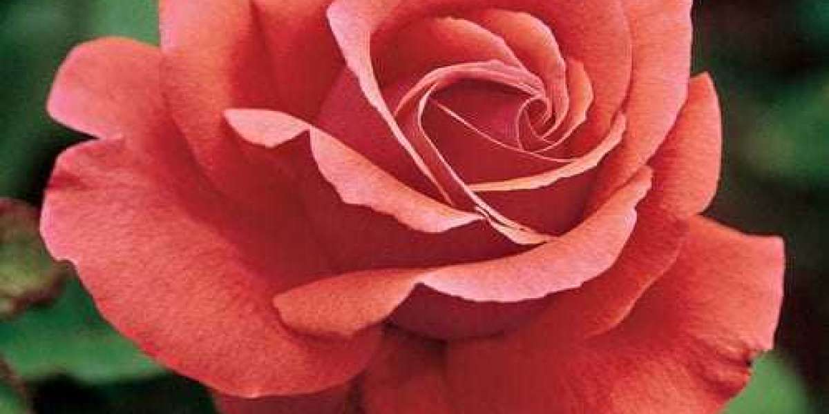 Types Of Roses