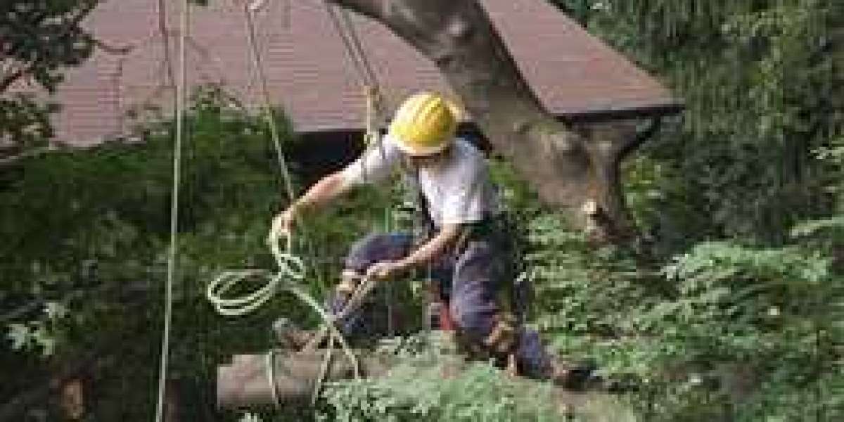 Tree Service Tuscaloosa AL