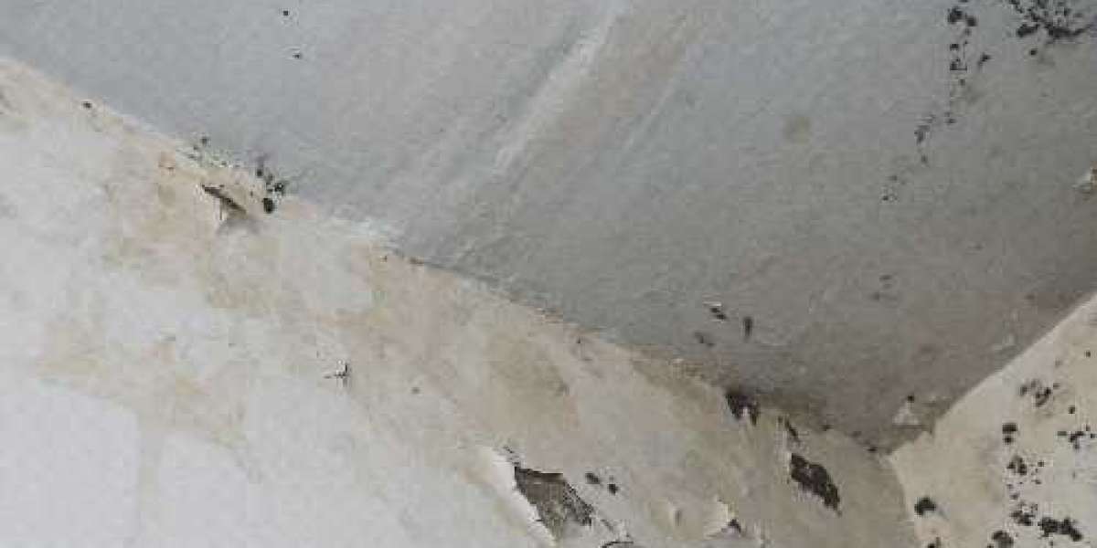 Why Dry Fogging for Mold Remediation Doesn’t Work - Tristate