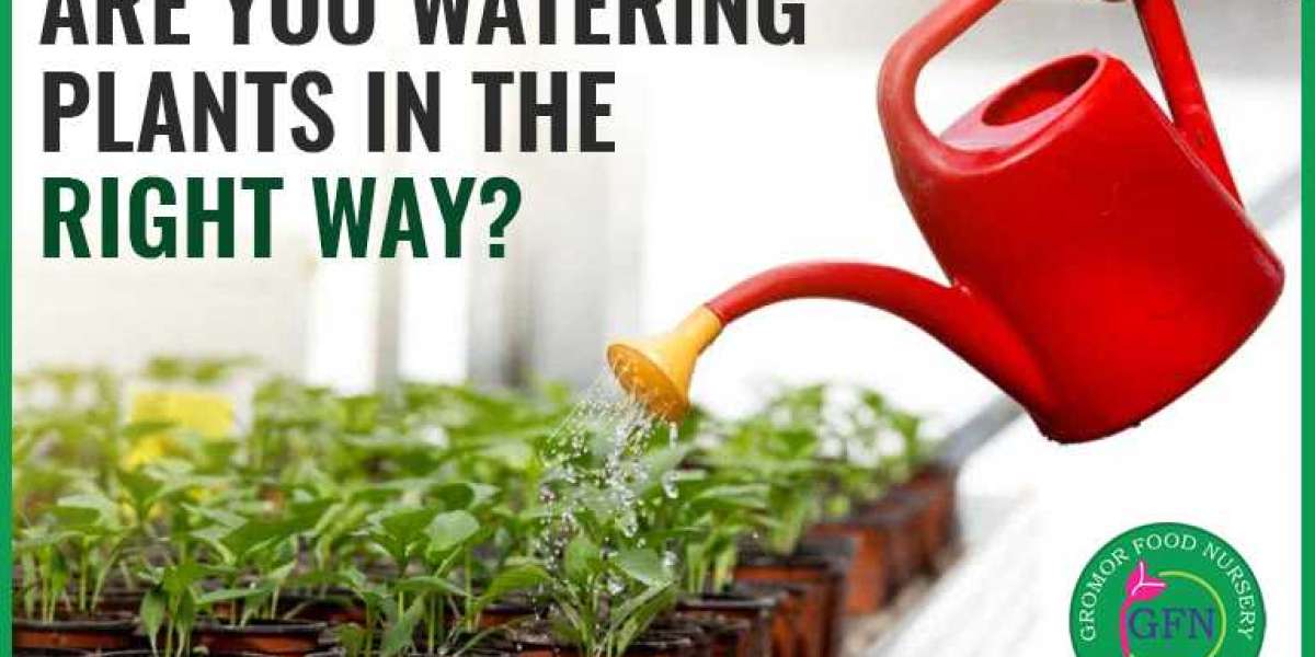 Are you watering plants in the right way?