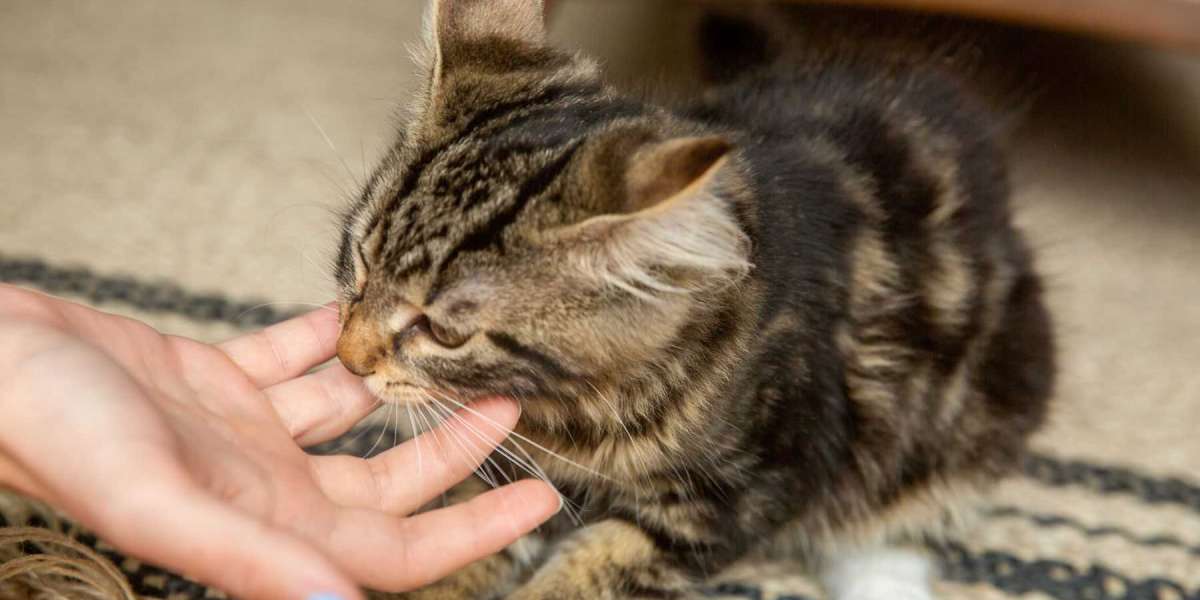 How to Stop Cats From Biting and Scratching?