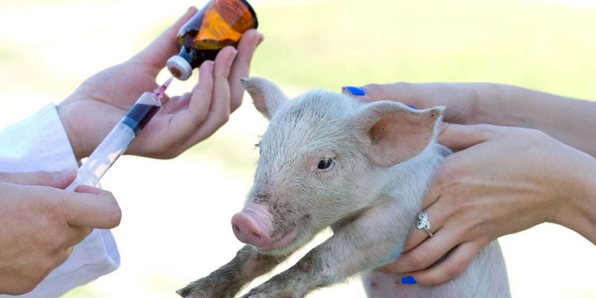 Animal Antimicrobials and Antibiotics Market to be at Forefront by 2031