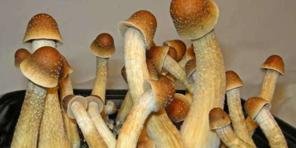 A Simple Solution To The Penis Envy Mushroom Strain Unveiled