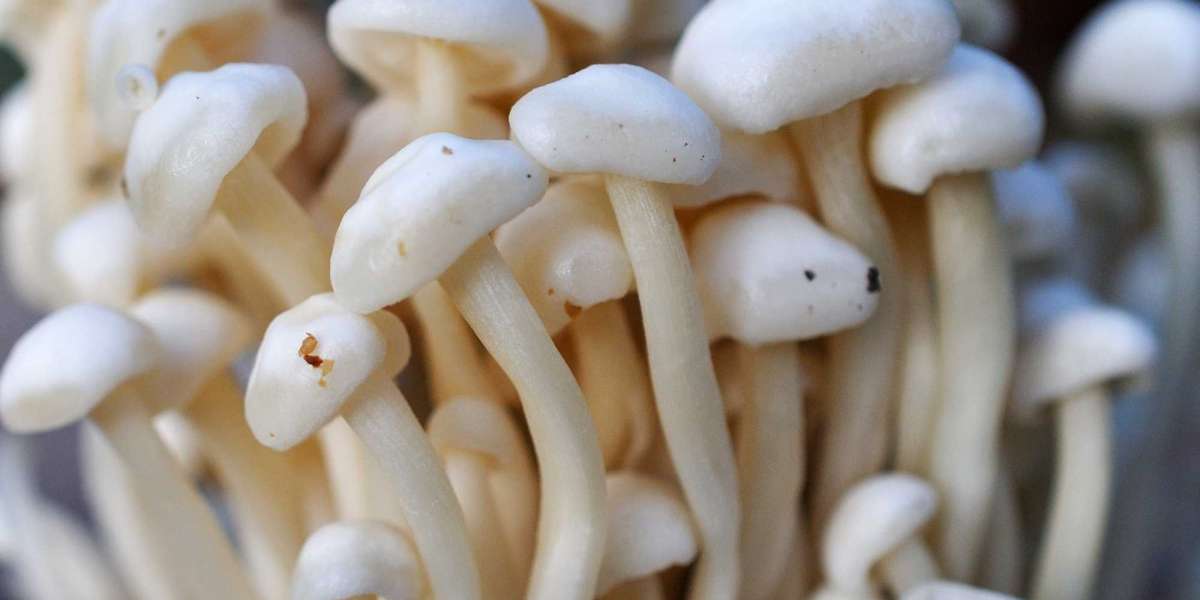 How To Collect Hallucinogenic Mushrooms