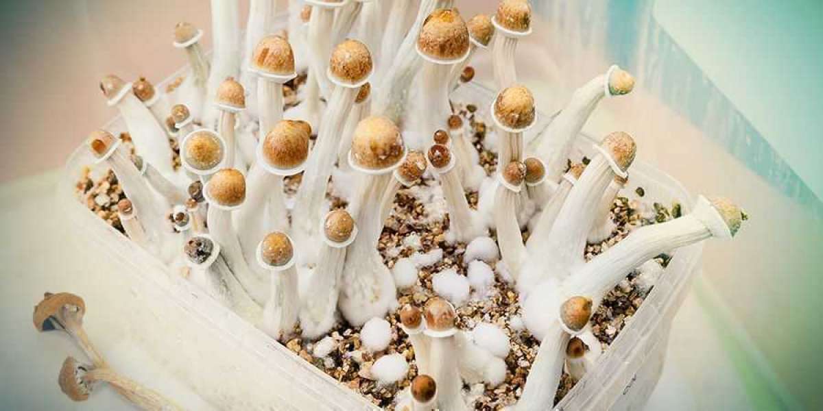 How Playing Buy Shrooms Online Changed Your Life