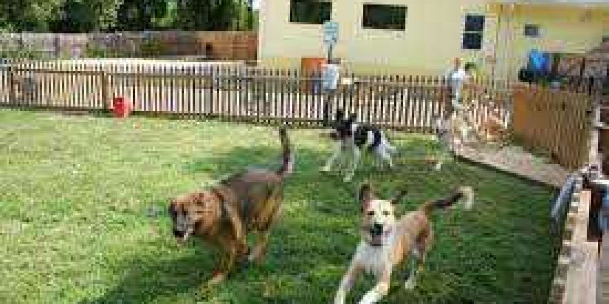 Dog Boarding and Daycare Center in Dubai