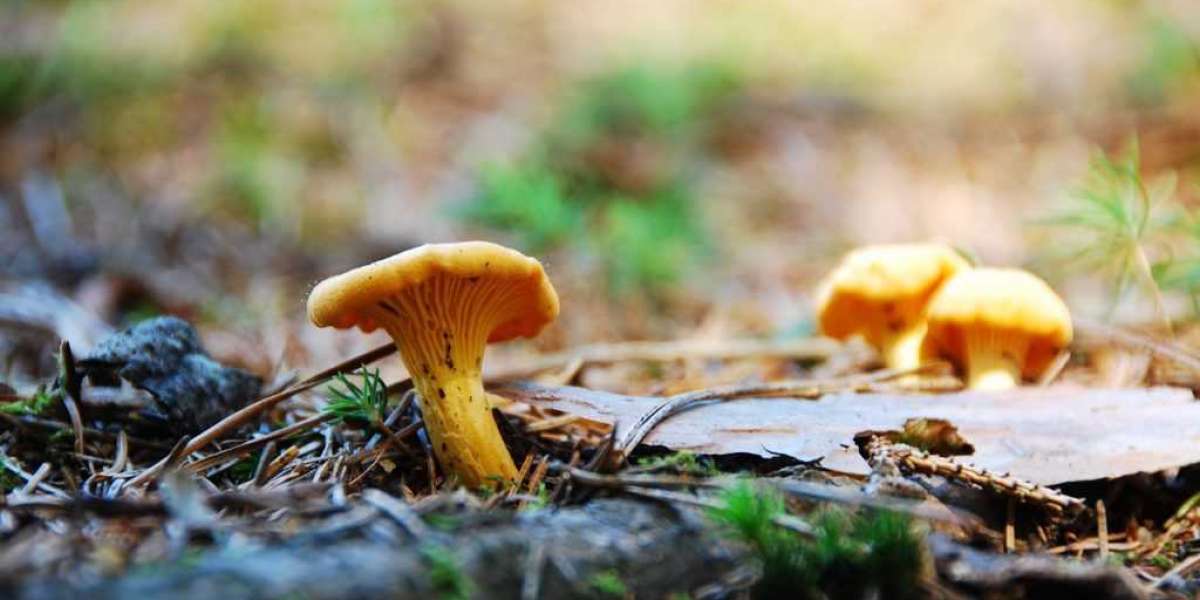 Golden Teacher Mushrooms On A Budget: 5 Tips From The Great Depression