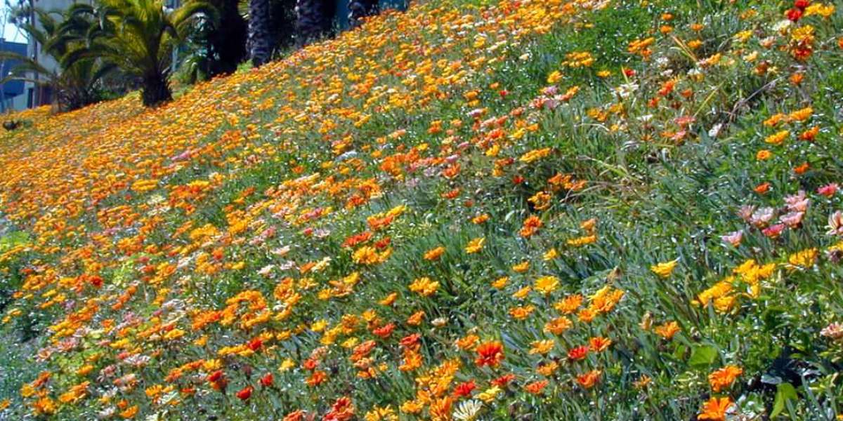 Tips to Grow Wildflower for Spring blossom