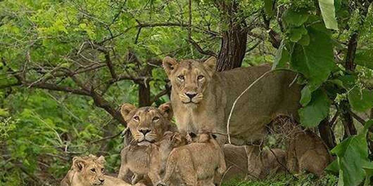 Gir Jungle Trail- More excited and Delighted Tour