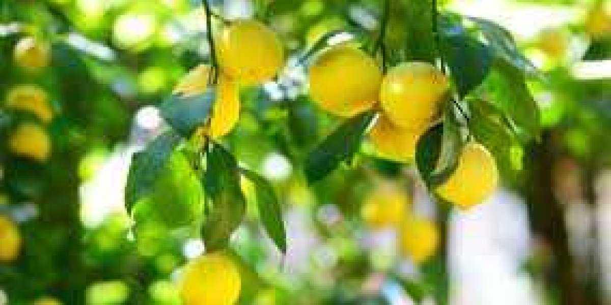 The Amazing Benefits of Lemons
