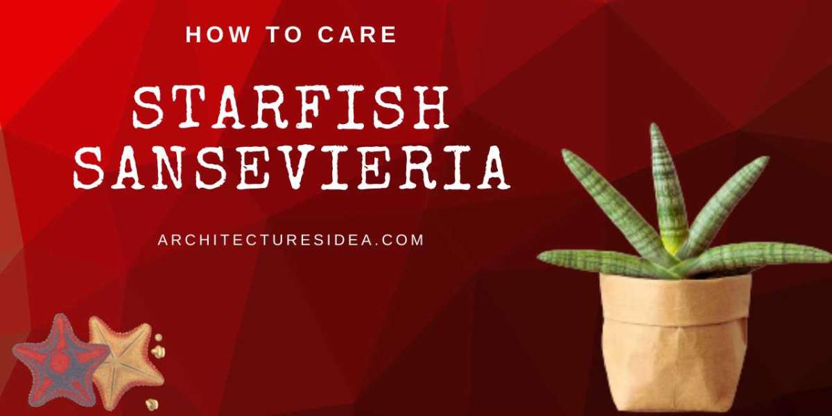 Starfish Sansevieria Care Guide for Beginners: How to Grow