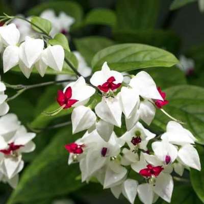 Bleeding heart white wine Flowering Plant Profile Picture