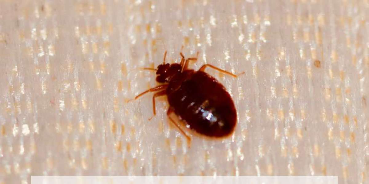 6 Tips For Effective Bed Bugs Control In Melbourne