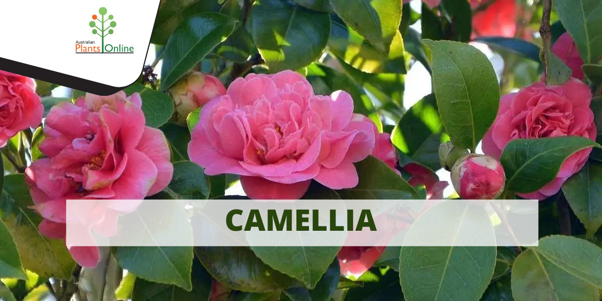 Camellia Conundrum: Finding Your Ideal Variety Online