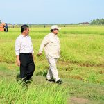 berkunjung ke papua selatan, presiden prabowo tinjau langsung panen padi di merauke