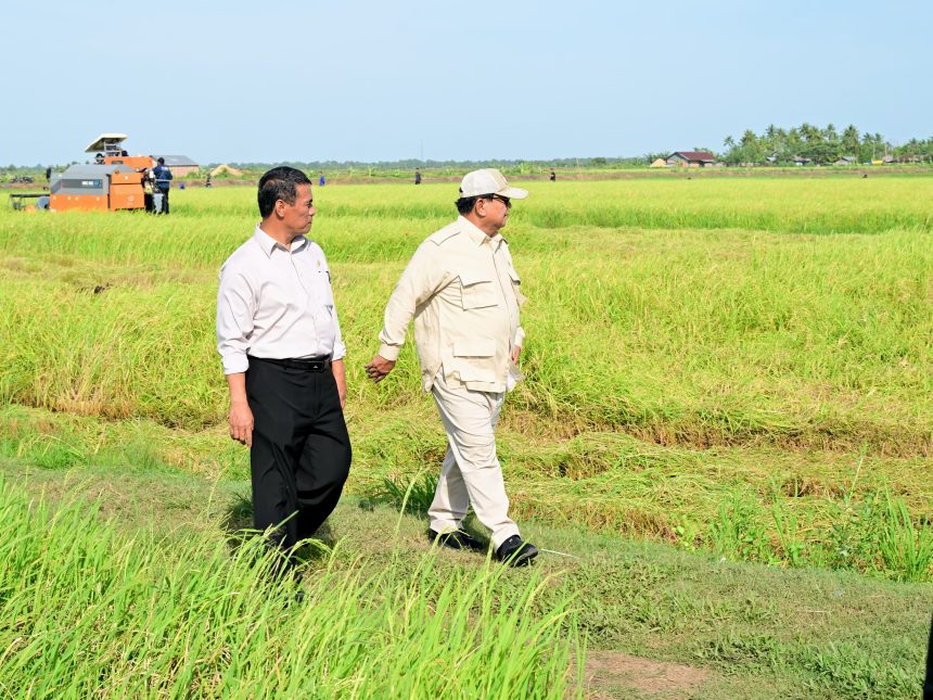 berkunjung ke papua selatan, presiden prabowo tinjau langsung panen padi di merauke