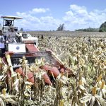 panen raya jagung seluas 344 ribu hektare, presiden prabowo tegaskan indonesia siap jadi lumbung pangan dunia
