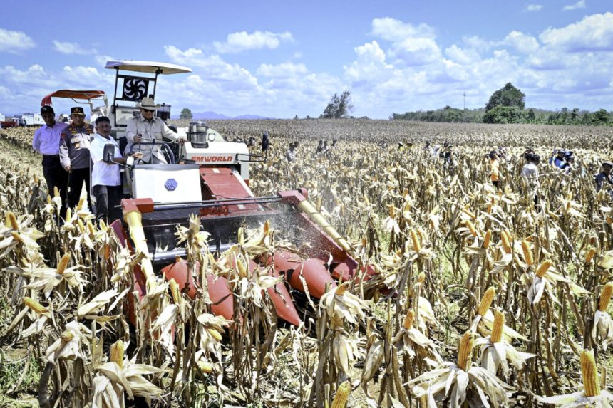 panen raya jagung seluas 344 ribu hektare, presiden prabowo tegaskan indonesia siap jadi lumbung pangan dunia