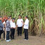 tanam tebu perdana di merauke, presiden: pemerintah fokus kembangkan ketahanan pangan