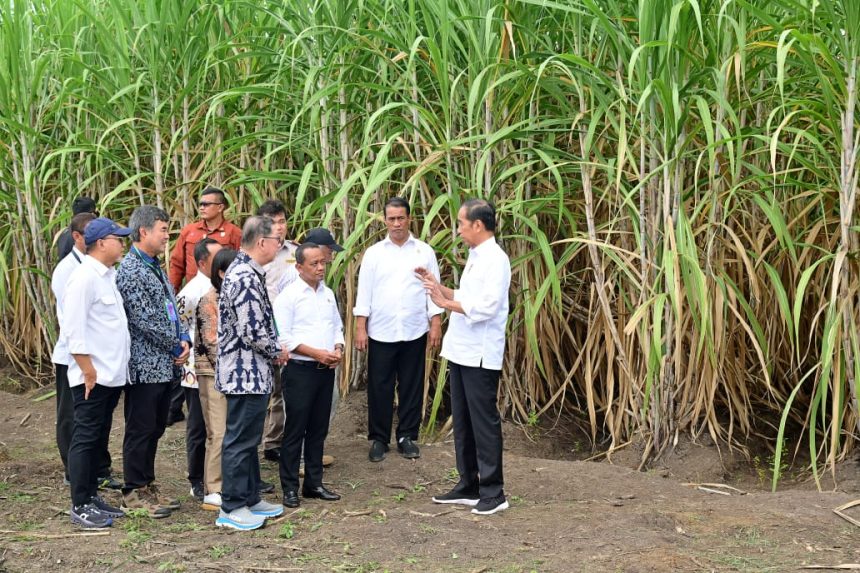 tanam tebu perdana di merauke, presiden: pemerintah fokus kembangkan ketahanan pangan