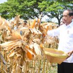 tinjau panen jagung di sumbawa, presiden jokowi tekankan pentingnya keseimbangan harga