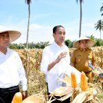 tinjau panen jagung di boalemo, presiden dorong peningkatan produksi dan kesejahteraan petani