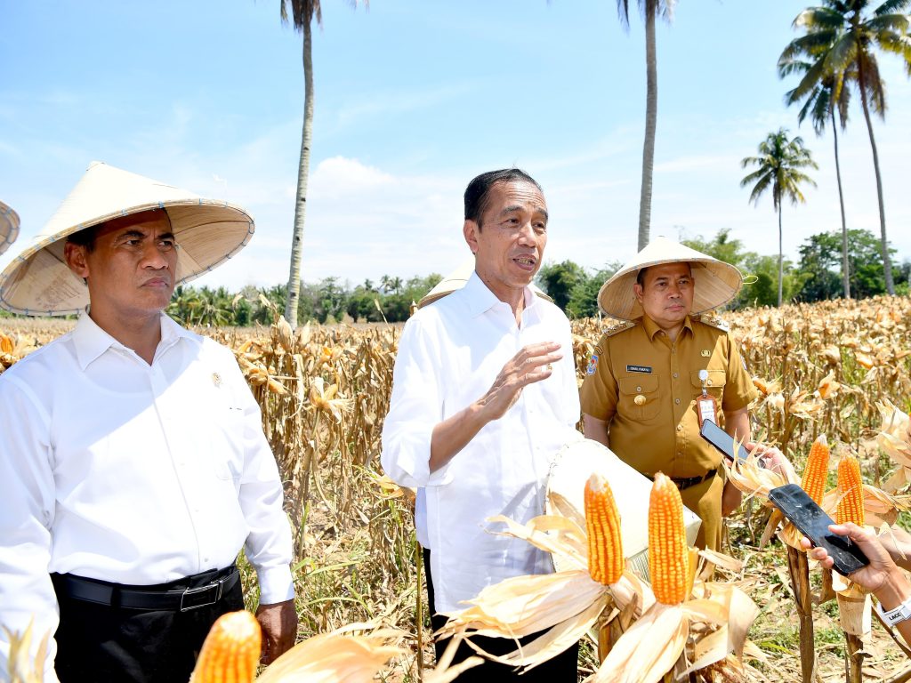 tinjau panen jagung di boalemo, presiden dorong peningkatan produksi dan kesejahteraan petani 16 tinjau panen jagung di boalemo, presiden dorong peningkatan produksi dan kesejahteraan petani