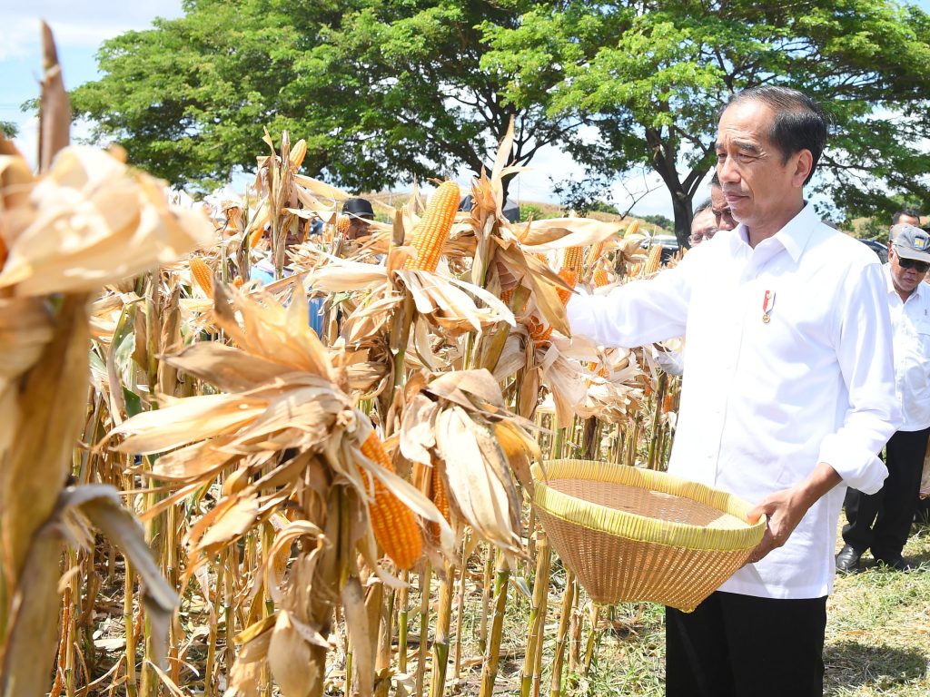 tinjau panen jagung di sumbawa, presiden jokowi tekankan pentingnya keseimbangan harga 18 tinjau panen jagung di sumbawa, presiden jokowi tekankan pentingnya keseimbangan harga
