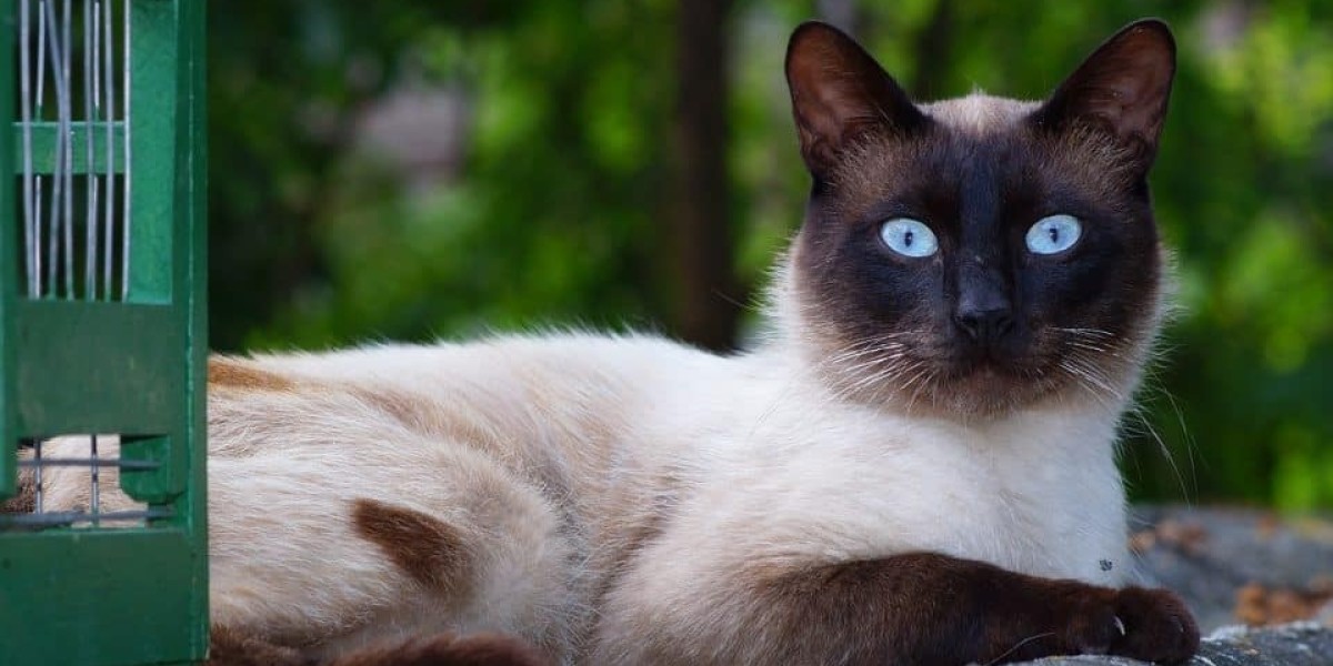 Kucing Siam - Si Comel Bermata Biru