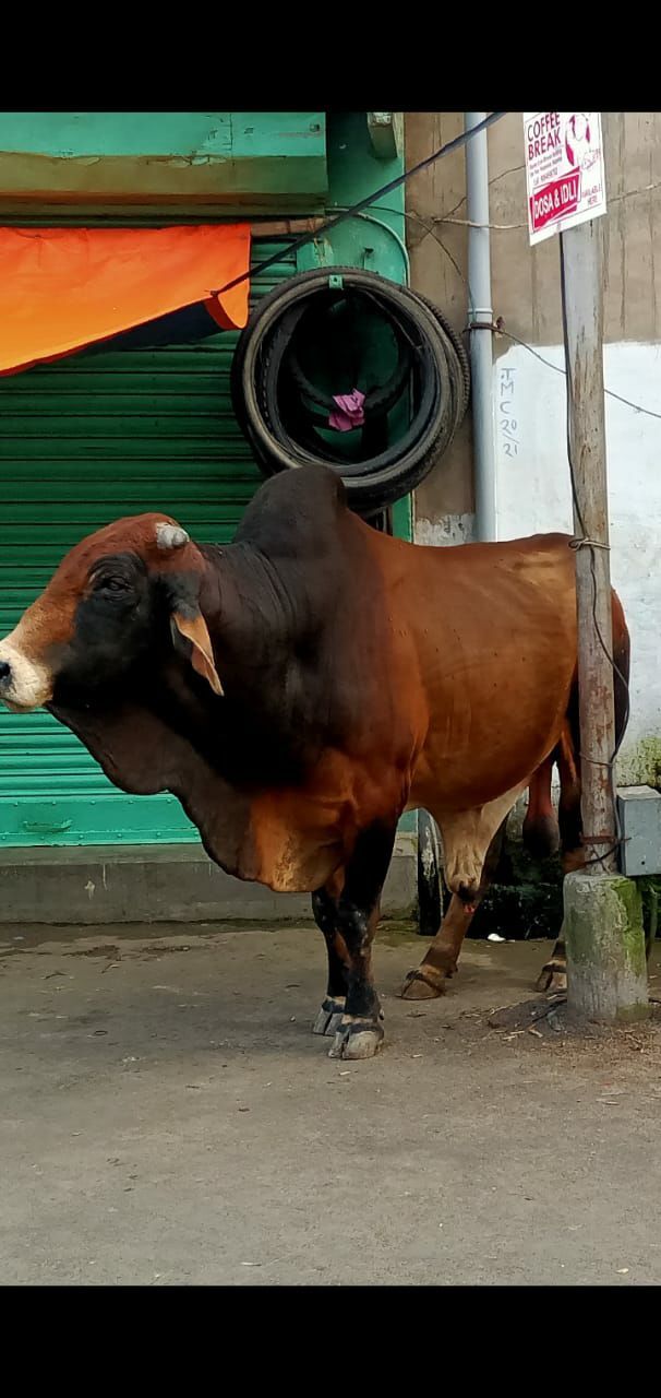 Animal