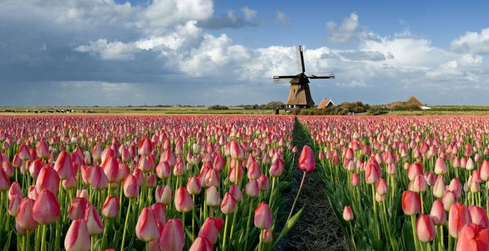 chi phí định cư hà lan mới nhất