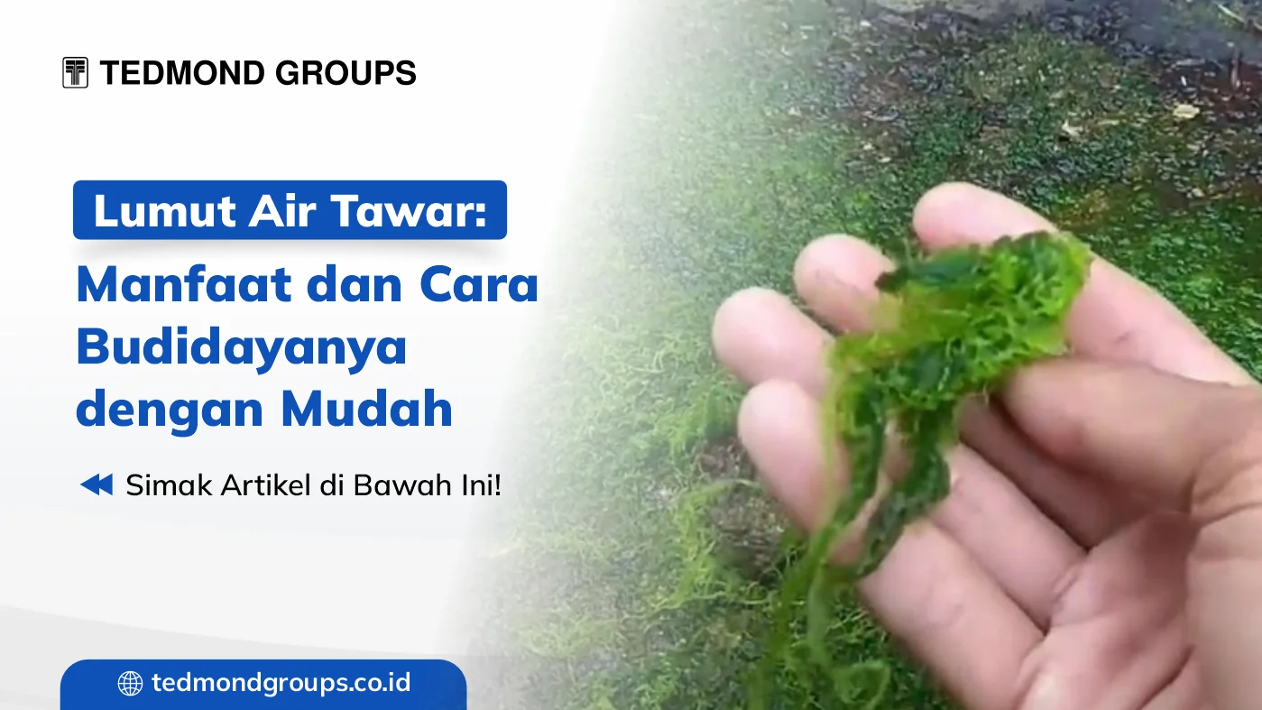 Lumut air tawar manfaat dan cara budidayanya dengan mudah