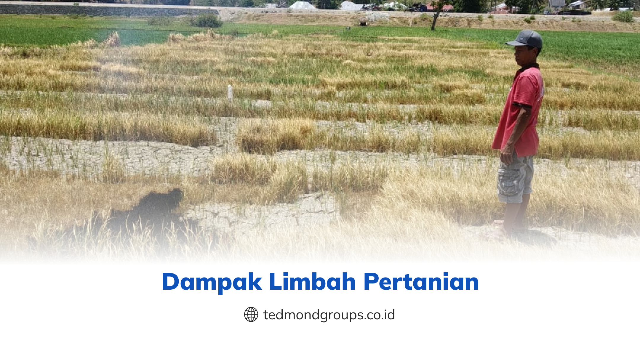 Dampak Limbah Pertanian