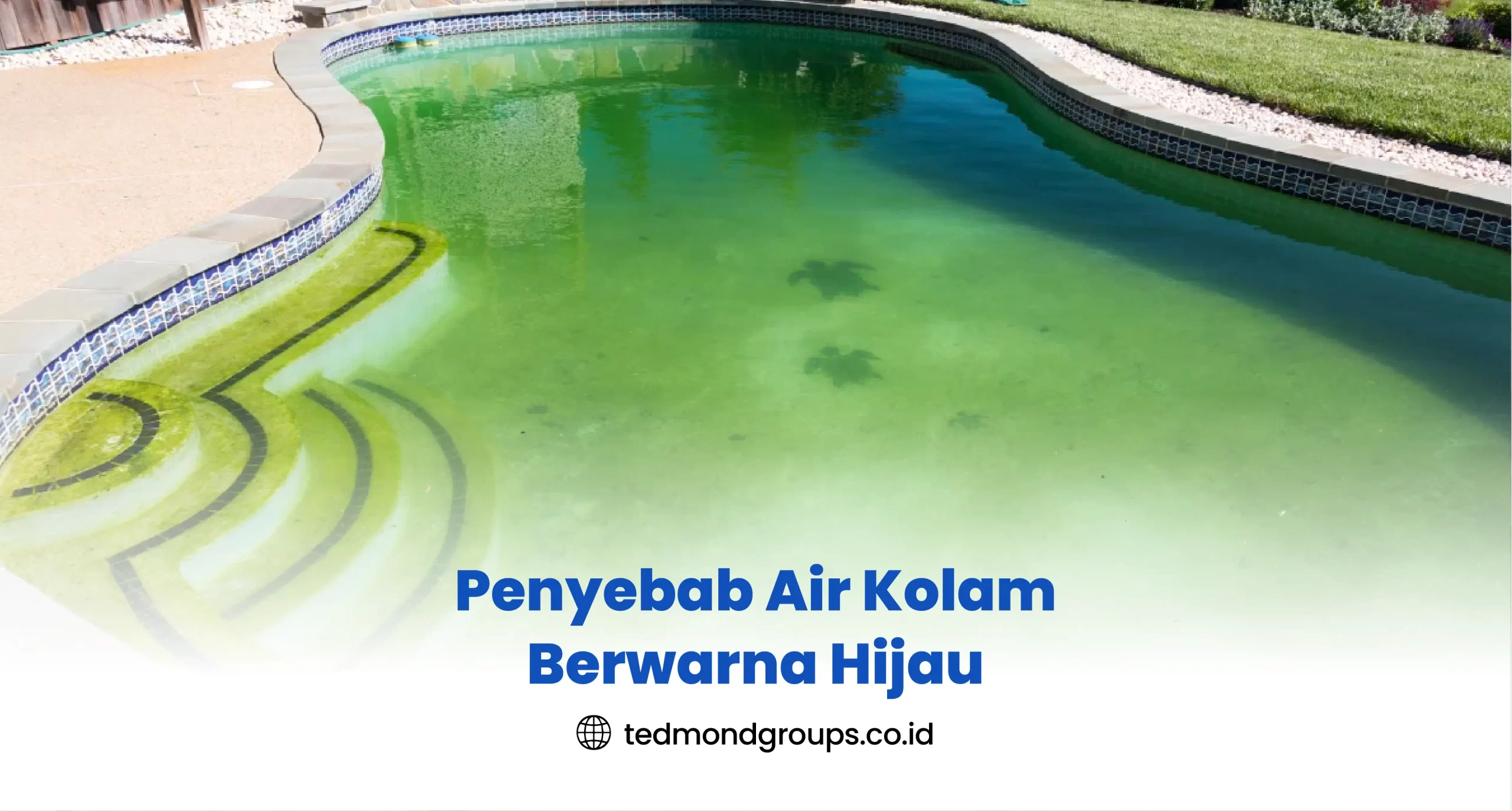 Penyebab Air Kolam Berwarna Hijau