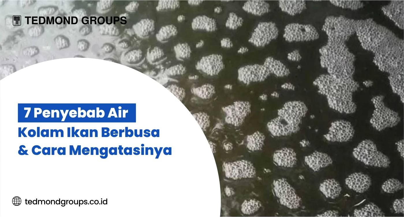 7 Penyebab Air Kolam Ikan Berbusa & Cara Mengatasinya