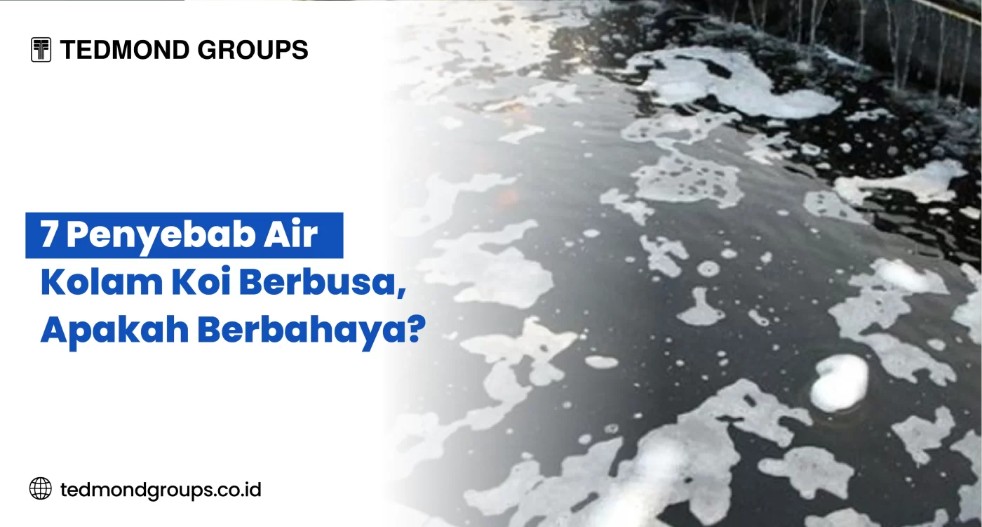 Dampak dari Kolam Ikan Koi yang Berbusa