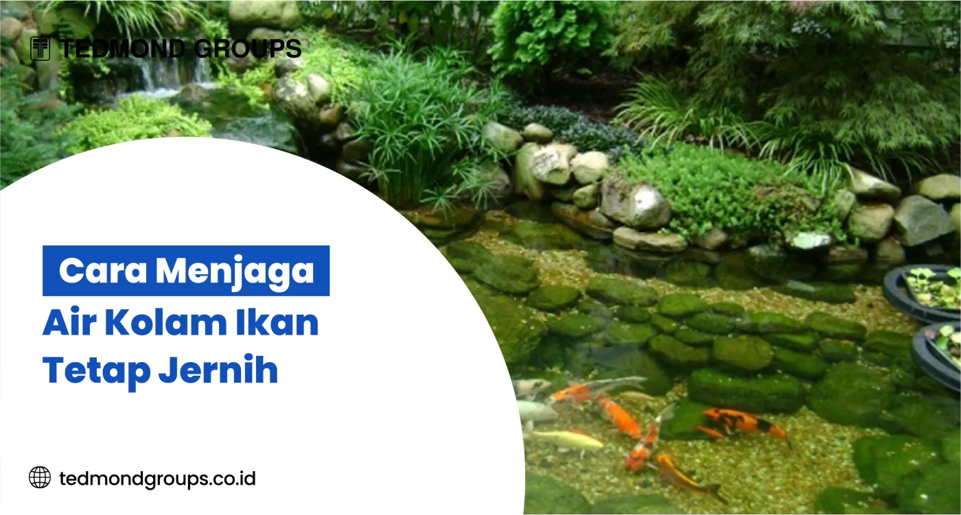 Cara Menjaga Air Kolam Ikan Tetap Jernih