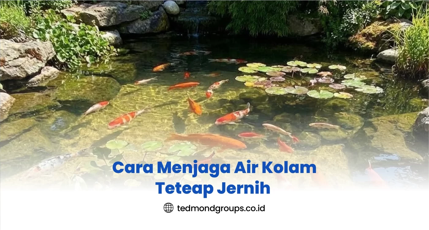 Cara Menjaga Air Kolam Teteap Jernih