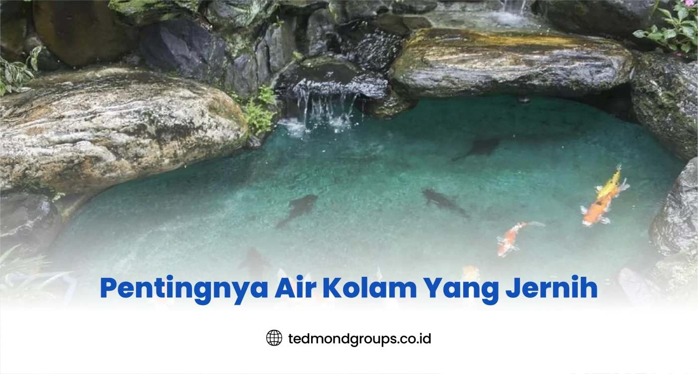 Pentingnya Air Kolam Yang Jernih