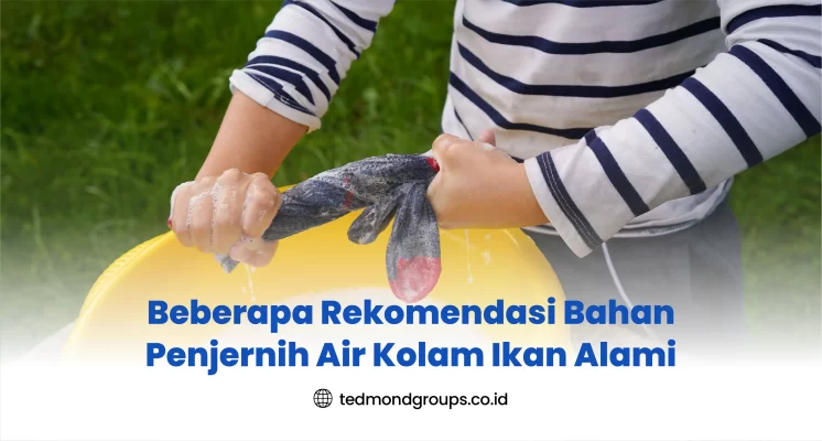 Beberapa Rekomendasi Bahan Penjernih Air Kolam Ikan Alami