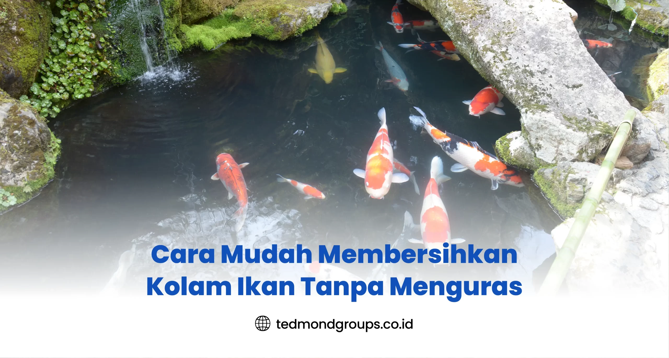 Cara Mudah Membersihkan Kolam Ikan Tanpa Menguras