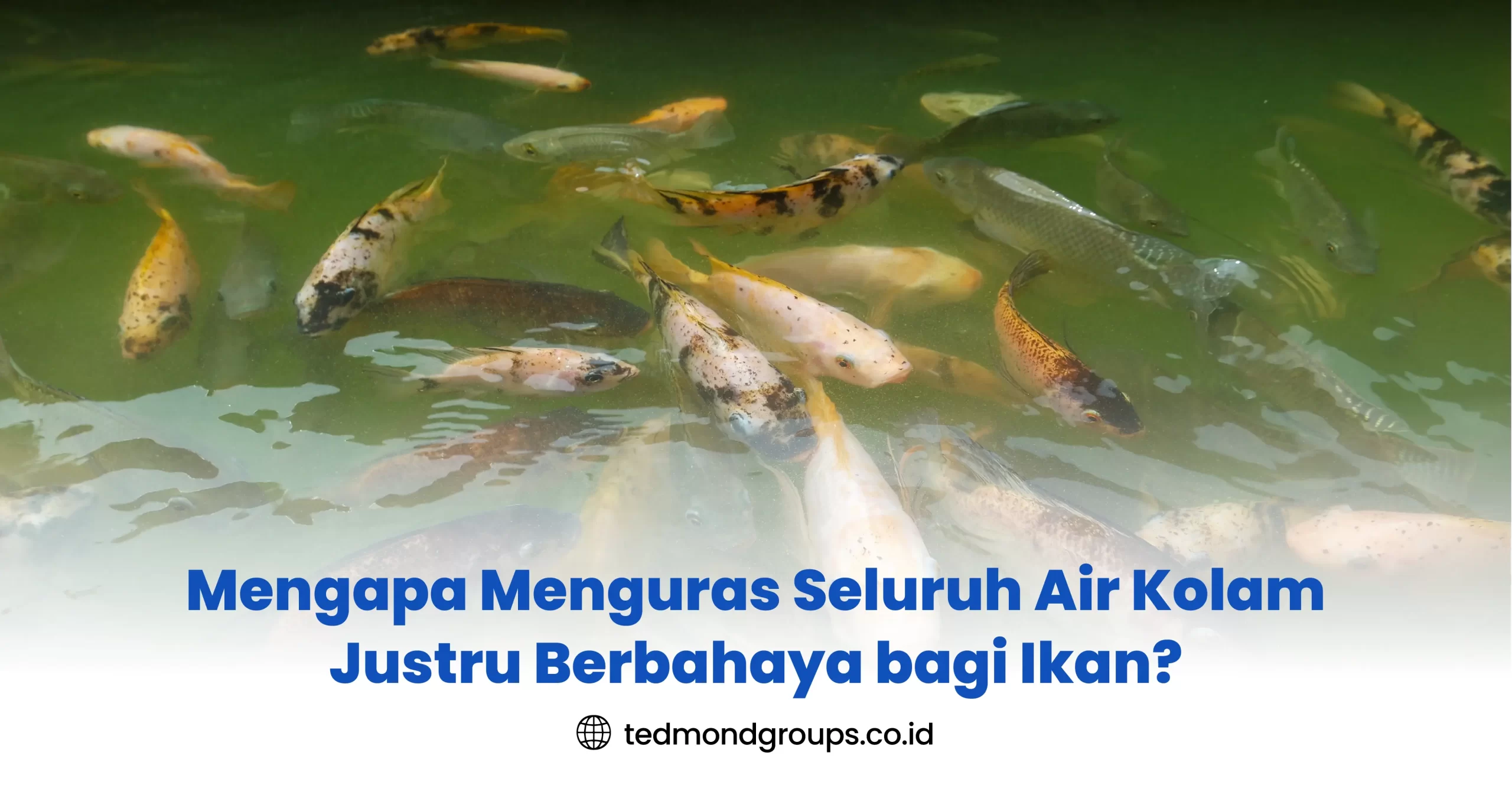 Mengapa Menguras Seluruh Air Kolam Justru Berbahaya bagi Ikan