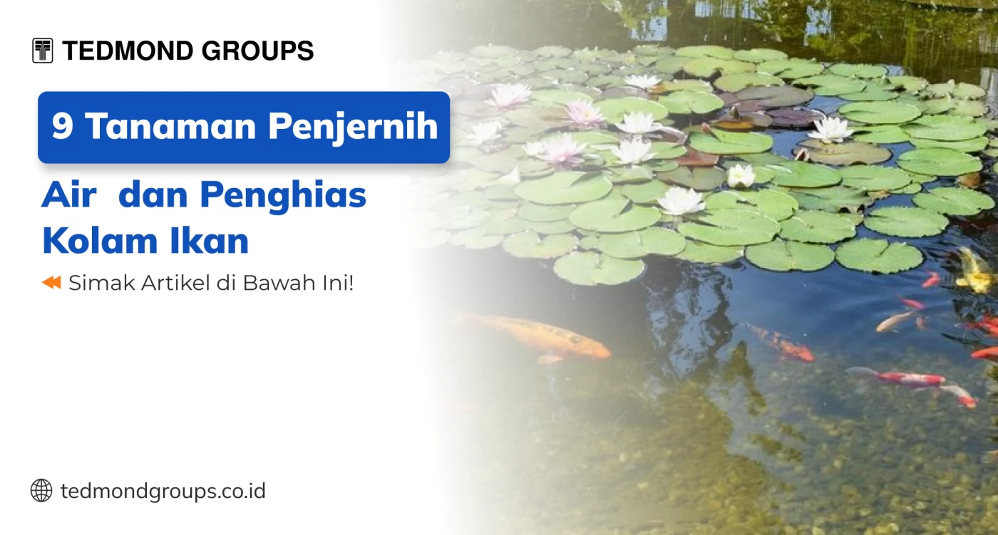 9 Tanaman Penjernih Air dan Penghias Kolam Ikan