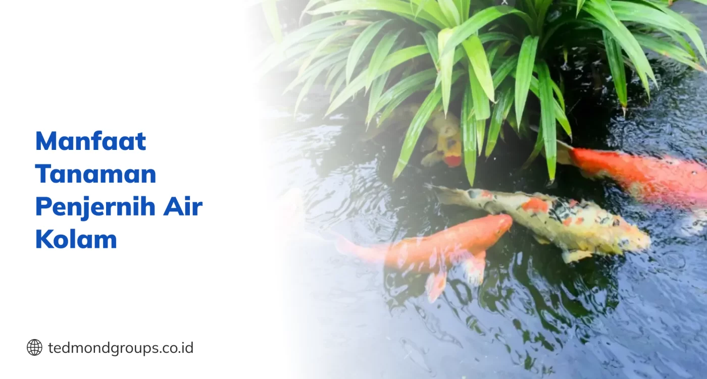 MANFaat Tanaman Penjernih Air Kolam