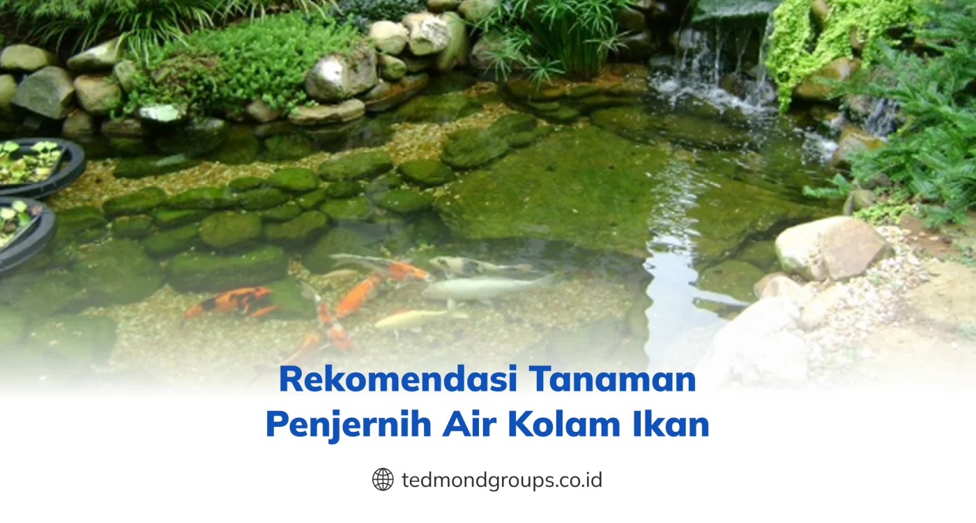 Rekomendasi Tanaman Penjernih Air Kolam Ikan
