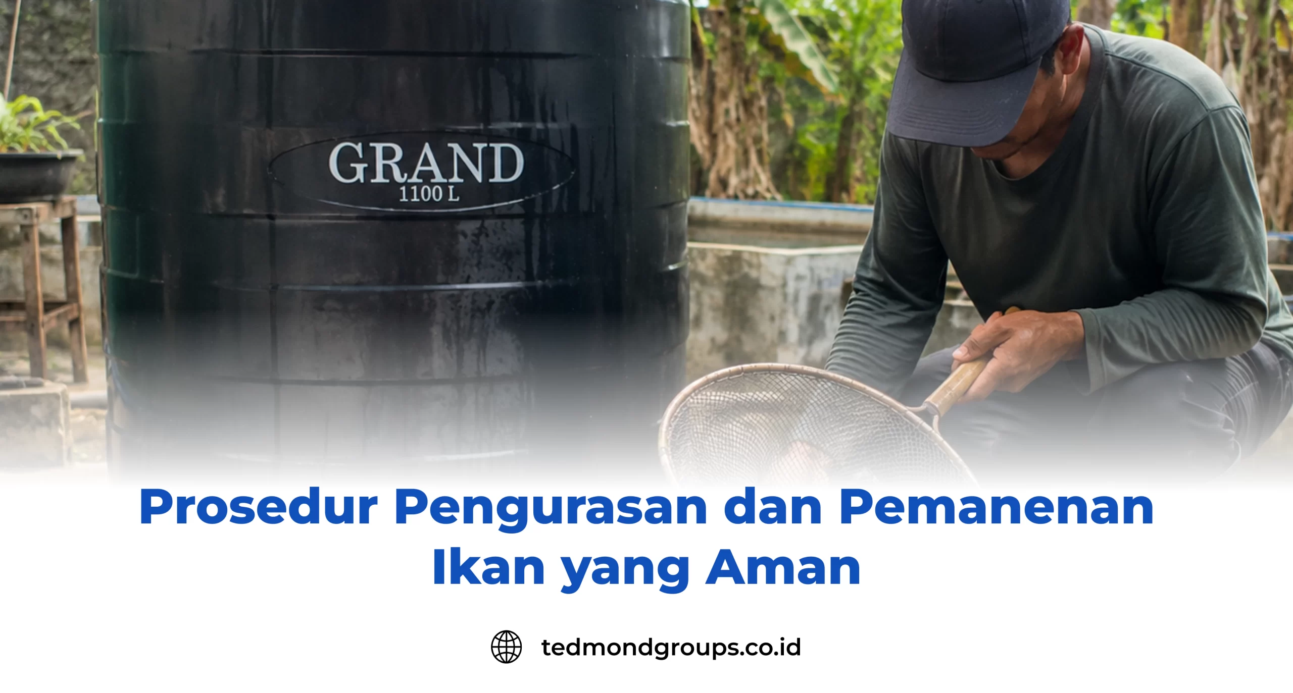 Prosedur Pengurasan dan Pemanenan Ikan yang Aman