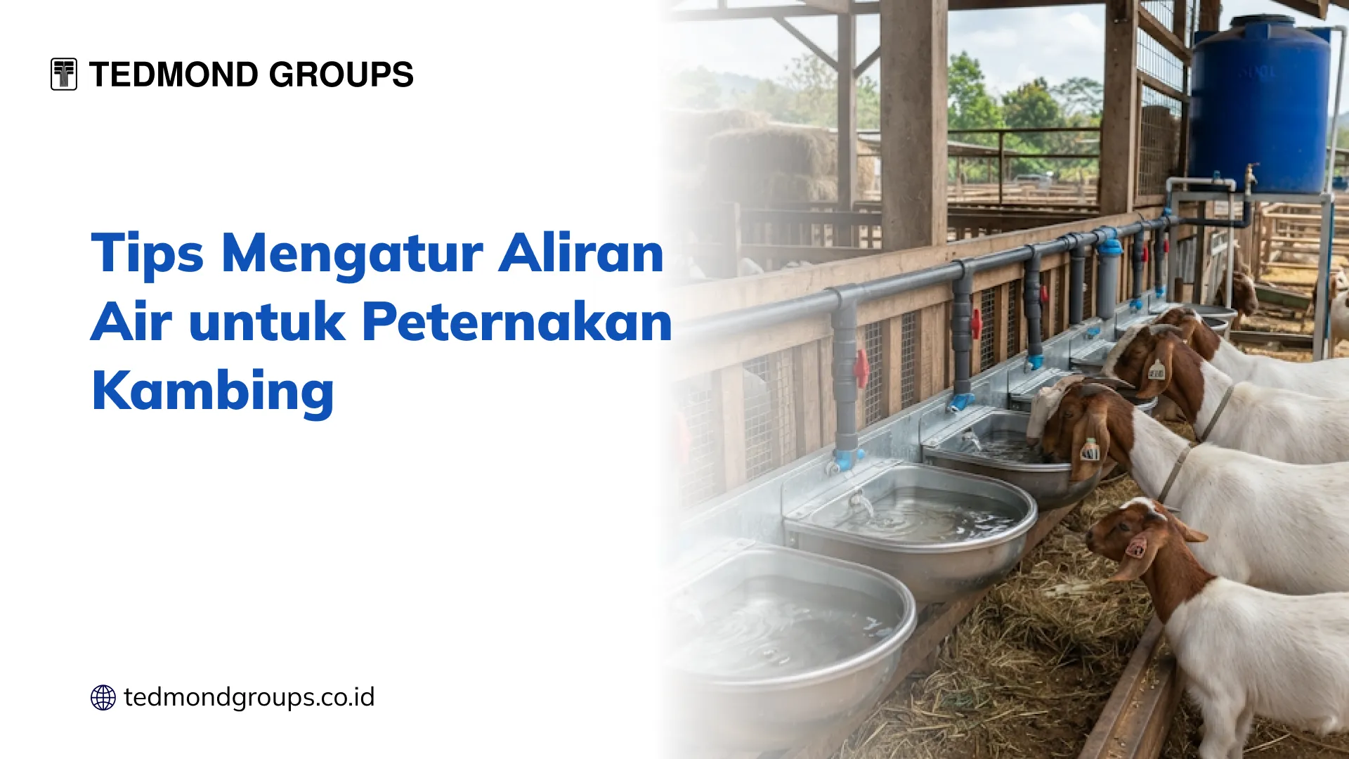 Tips Mengatur Aliran Air untuk Peternakan Kambing