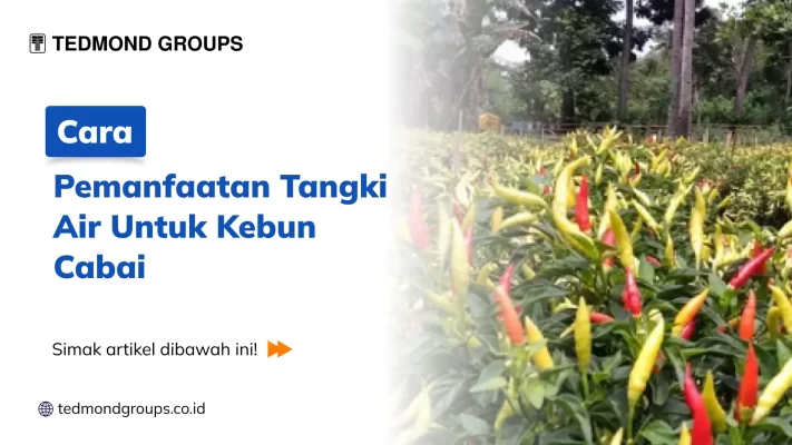 Cara Pemanfaatan Tangki Air Untuk Kebun Cabai